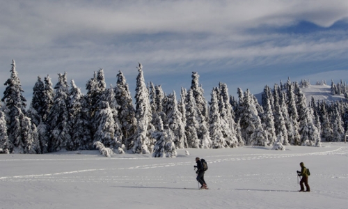 Olympic National Park Snowshoeing