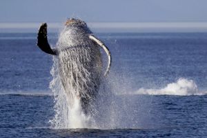 USA River Cruises - Puget Sound & Olympic NP