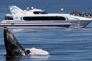 Puget Sound Express - whale watching day trips