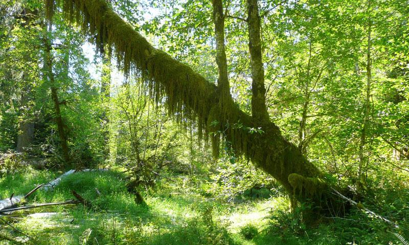 Hoh Rainforest