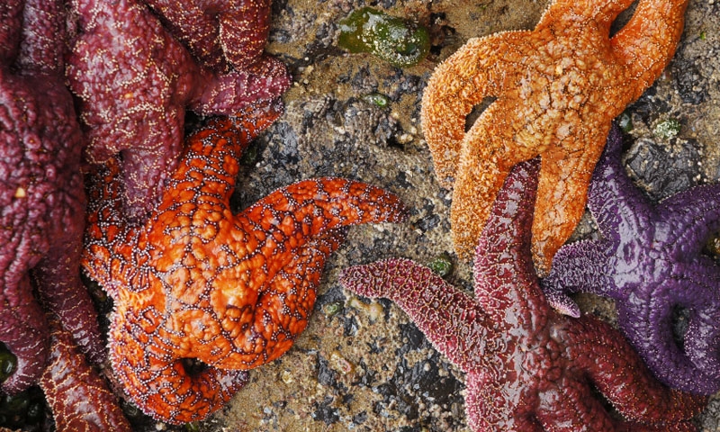 Washington Coast Tide Pools