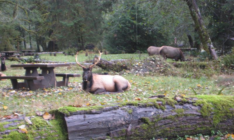 Elk in Hoh Campground in Olympic National Park