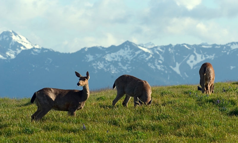 Deer grazing on Hurricane Ridge in Olympic National Park