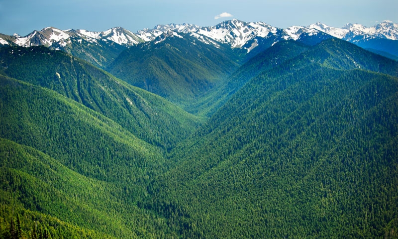 Hurricane Ridge in Olympic National Park