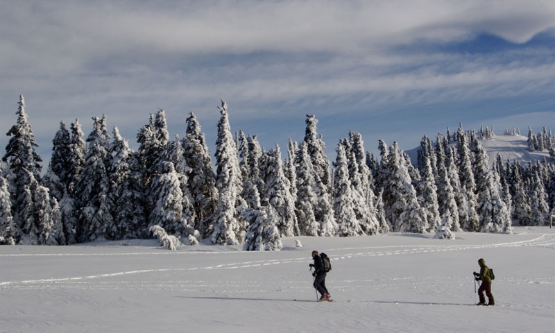 Cross Country Skiing in Olympic National Park