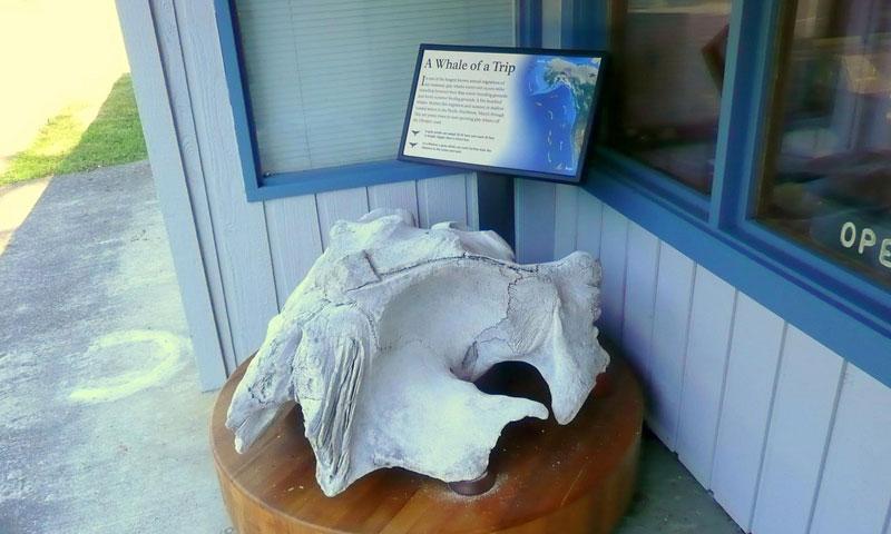 Kalaloch Visitor Center
