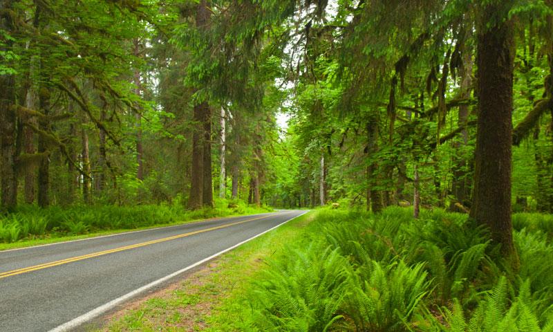 Road through Hoh Rainforest in Olympic National Park