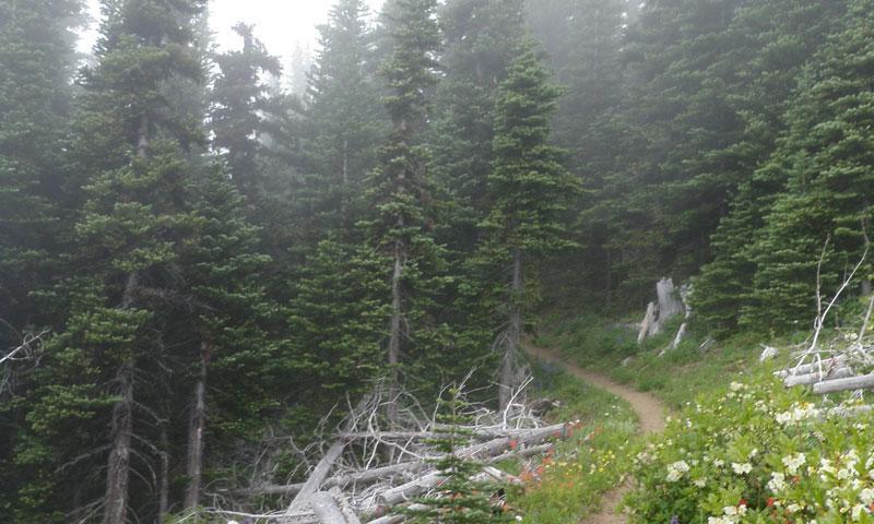 Deer Park Trail in Olympic National Park