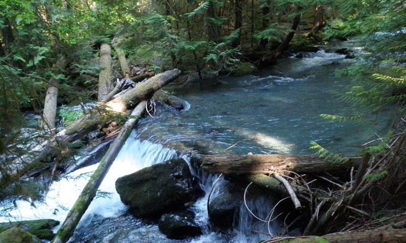 Grey Wolf River in Deer Park Area