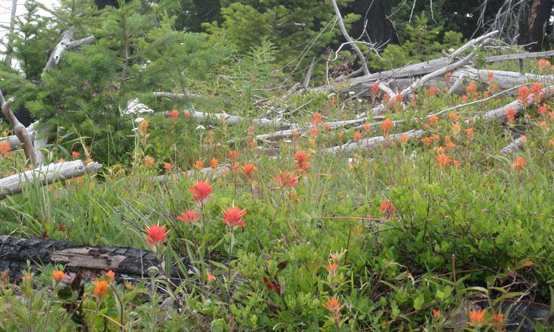 Wildflowers along Deer Park Trail