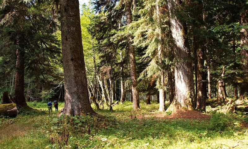 Hiking Trail through the Enchanted Valley in Olympic National Park