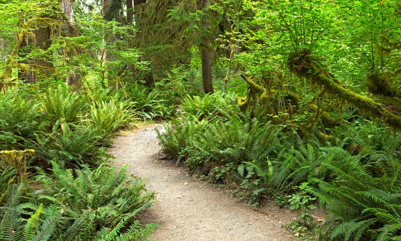 Hiking Trail in the Hoh Rainforest