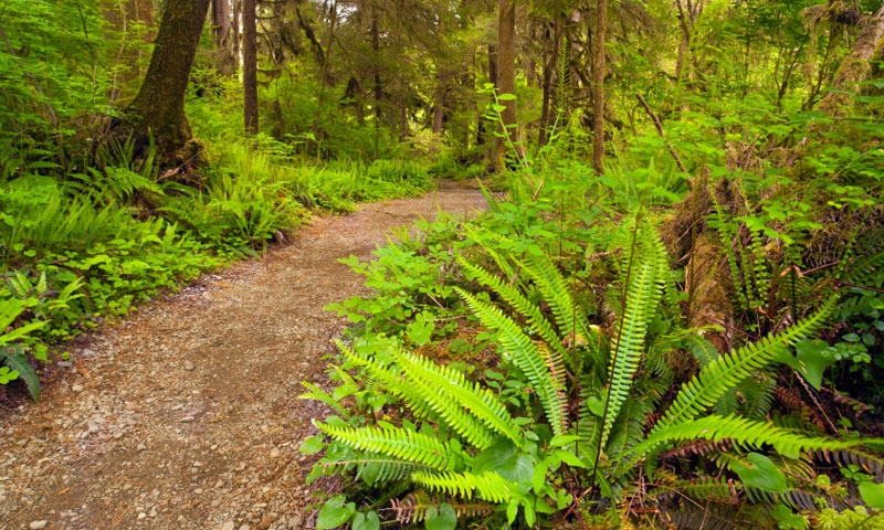 Hiking Trail through the Quinault Rainforest in Olympic National Park