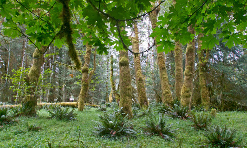Nature