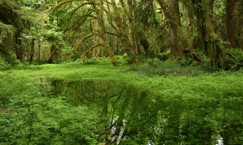 Quinault Rainforest