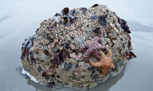 Tide Pools