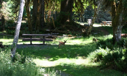 Hoh Campground