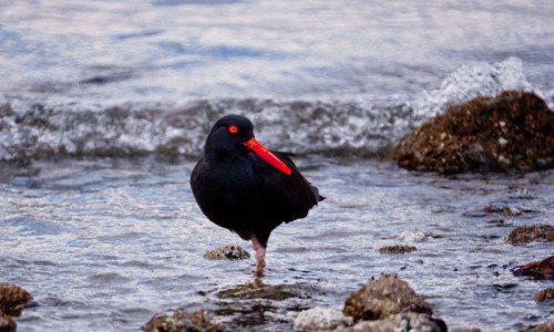 Fort Townsend State Park