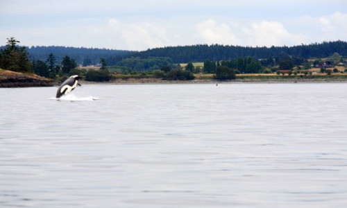 Whale Watching