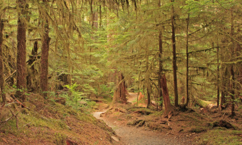 Sol Duc Trails